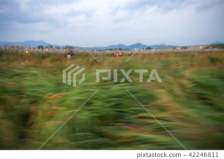 首爾，韓國，天空公園 42246811