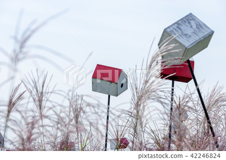 首爾，韓國，天空公園 42246824