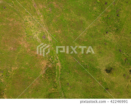 草原〜無人機（早上鄰里/靜岡縣富士宮市）的航拍照片 42246991