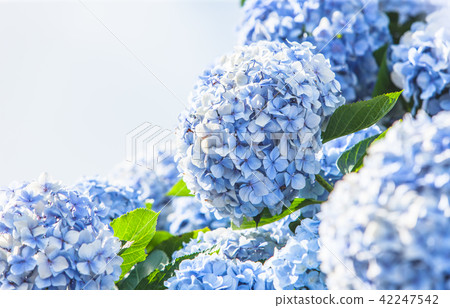 繡球花 42247542