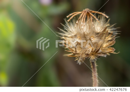 plants dandelions 42247676