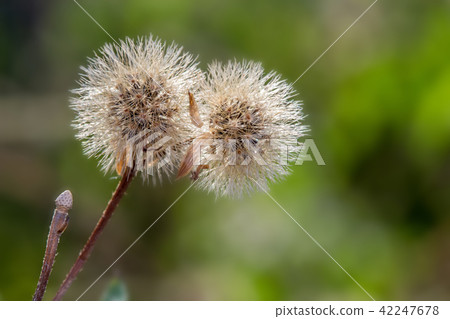 plants dandelions 42247678