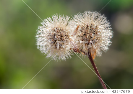 plants dandelions 42247679