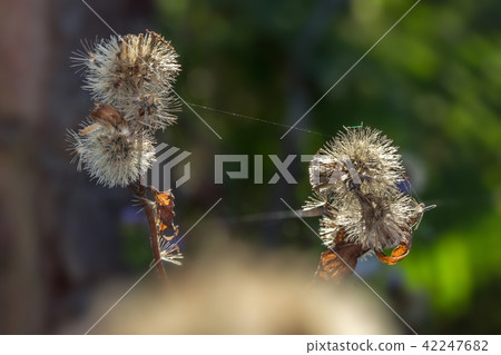 plants dandelions plants dandelions 42247682