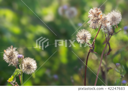 plants dandelions 42247683
