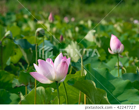 lotus in summer day 42247727