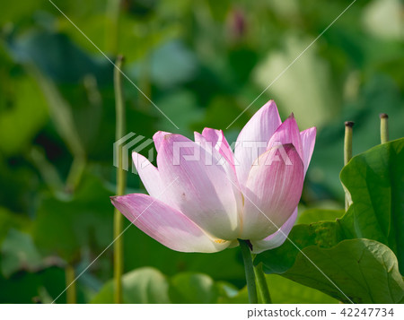 lotus in summer day lotus in summer day 42247734