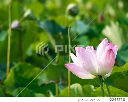 lotus in summer day lotus in summer day 42247738