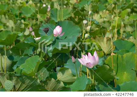 lotus in summer day lotus in summer day 42247746