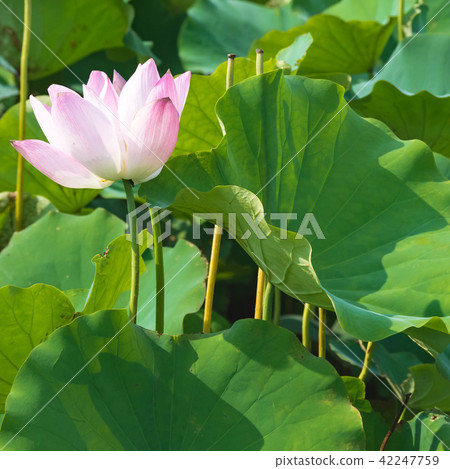 lotus in summer day lotus in summer day 42247759
