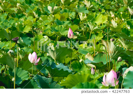 lotus in summer day lotus in summer day 42247763