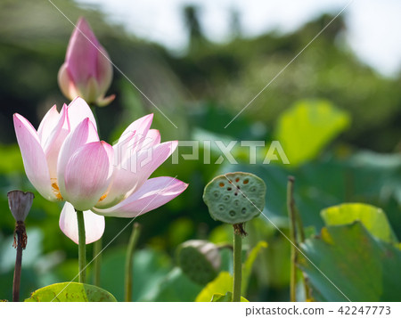 lotus in summer day lotus in summer day 42247773