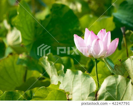 lotus in summer day lotus in summer day 42247791