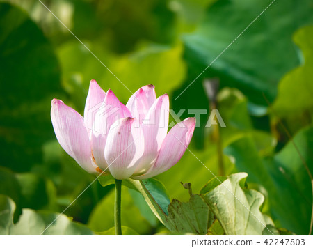 lotus in summer day lotus in summer day 42247803