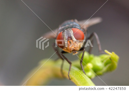 Fly ,Insect,on the green grass. 42247850