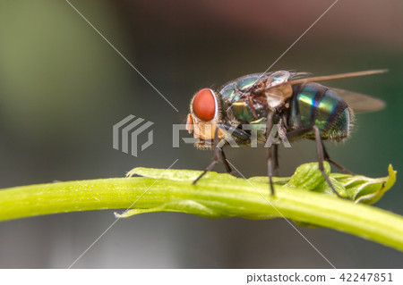 Fly ,Insect,on the green grass. Fly ,Insect,on the green grass. 42247851