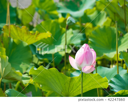 lotus in summer day lotus in summer day 42247860