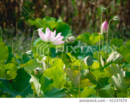 lotus in summer day lotus in summer day 42247879