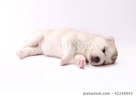 Husky puppy 42248943