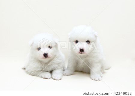 Spitz puppy Spitz puppy 42249032
