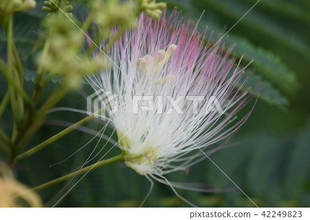 Nemnoki (flower) Nemnoki (flower) 42249823