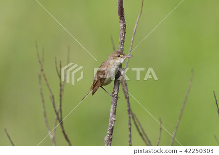 Oyo Yoshikiri 42250303