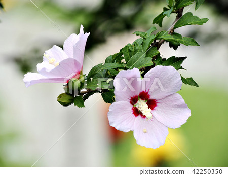 Rose of Sharon 42250350