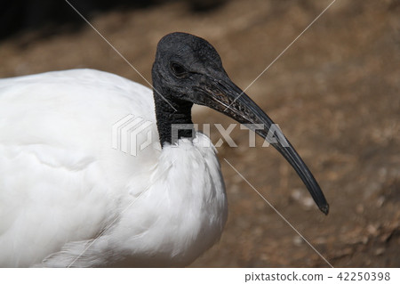 African Krotoki African Krotoki 42250398