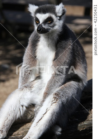 金剛狼狐猴 42250431