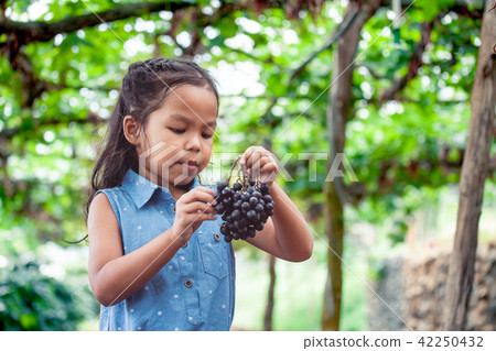 asian girl holding bunch of red grapes harvested 42250432