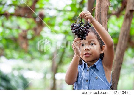 asian girl holding bunch of red grapes harvested 42250433
