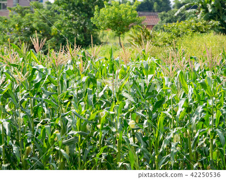 Corn farm in Taiwan 42250536