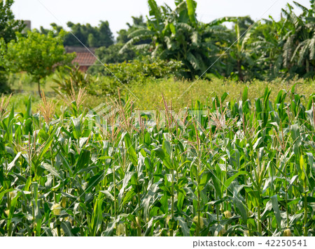Corn farm in Taiwan 42250541