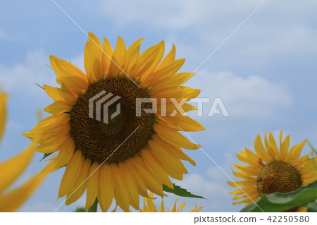 向日葵 42250580