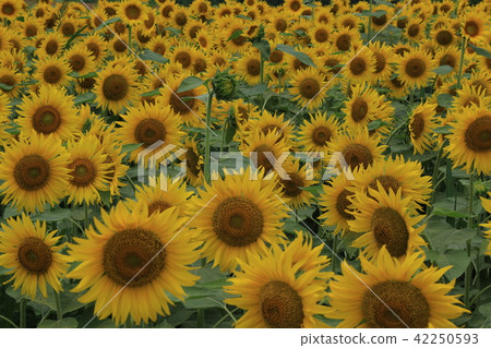 Sunflower Sunflower 42250593