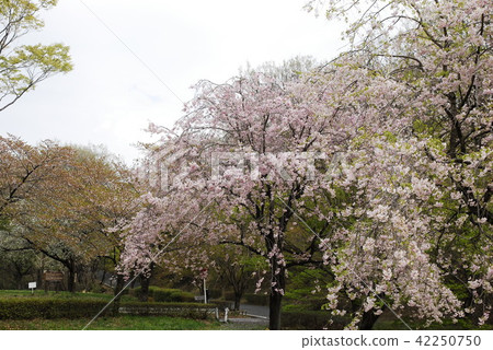 Cherry Blossoms	 42250750