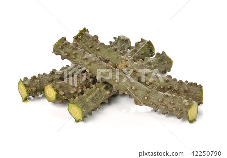 Tinospora cordifolia herb on white background Tinospora cordifolia herb on white background 42250790
