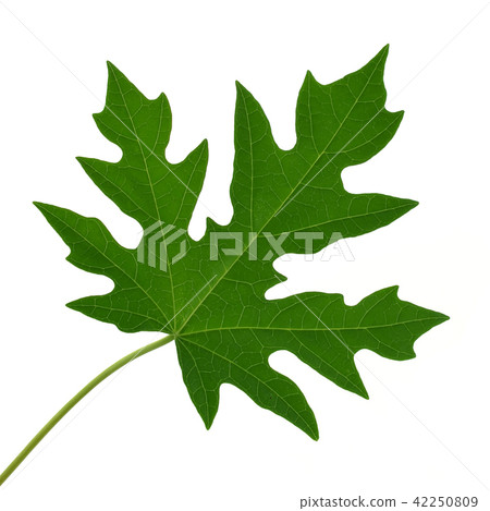 papaya leaf on white background 42250809