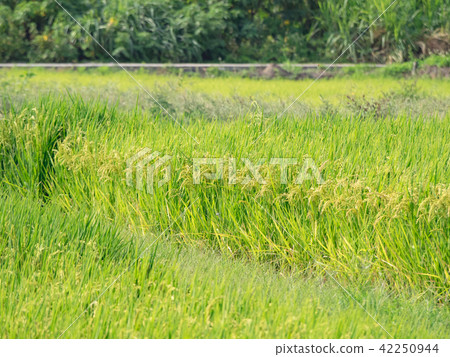 Rice field landscape in Taiwan 42250944