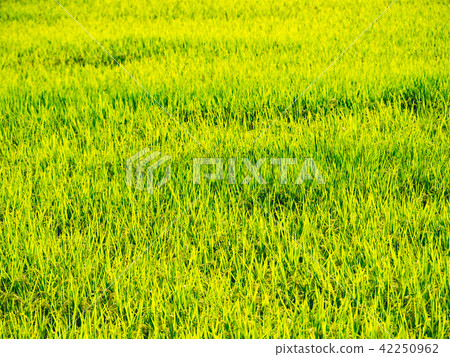 Rice field landscape in Taiwan 42250962
