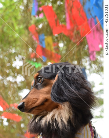 Tanabata裝飾和可愛的dachs Tanabata裝飾和可愛的dachs 42251031