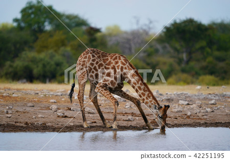 Cape Kirin Stock Photo