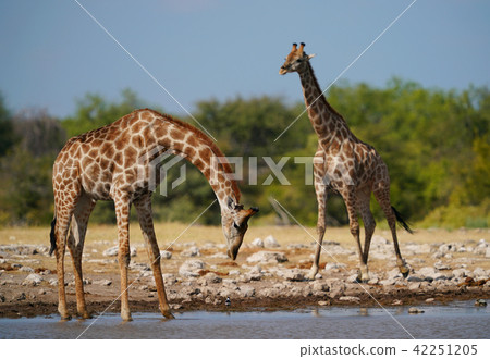 Cape Kirin Stock Photo