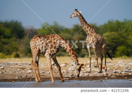 Cape Kirin Stock Photo