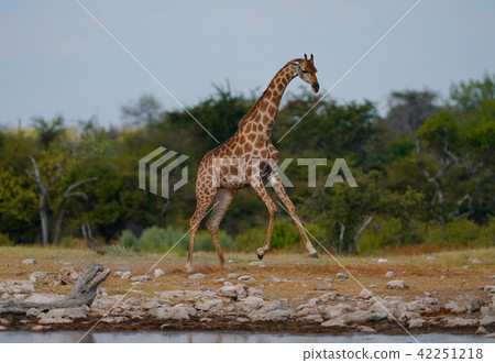 Cape Kirin Stock Photo