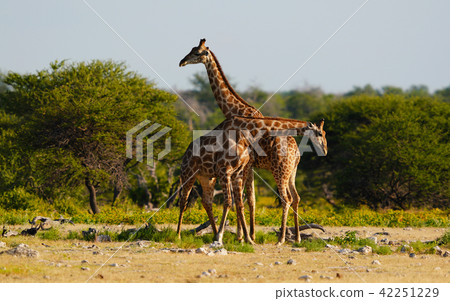 Cape Kirin Stock Photo