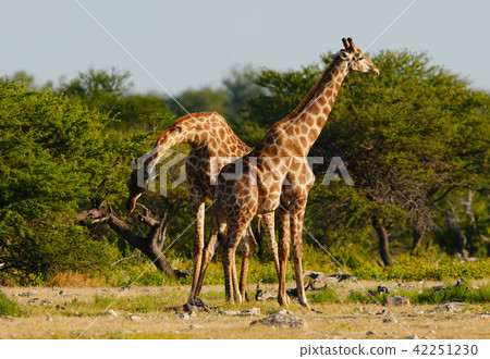 Cape Kirin Stock Photo