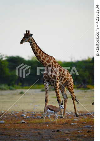 Cape Kirin Cape Kirin 42251234