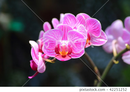 Mini moth orchid 42251252