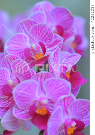 Mini moth orchid 42251253